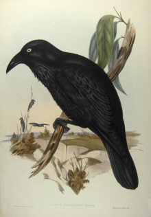 John Gould's Birds of Australia